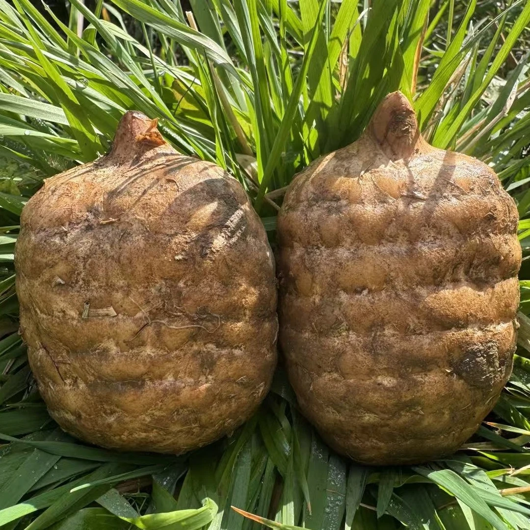 云南昭通小草坝正宗新鲜乌天麻 现挖带泥发货 顺丰包邮