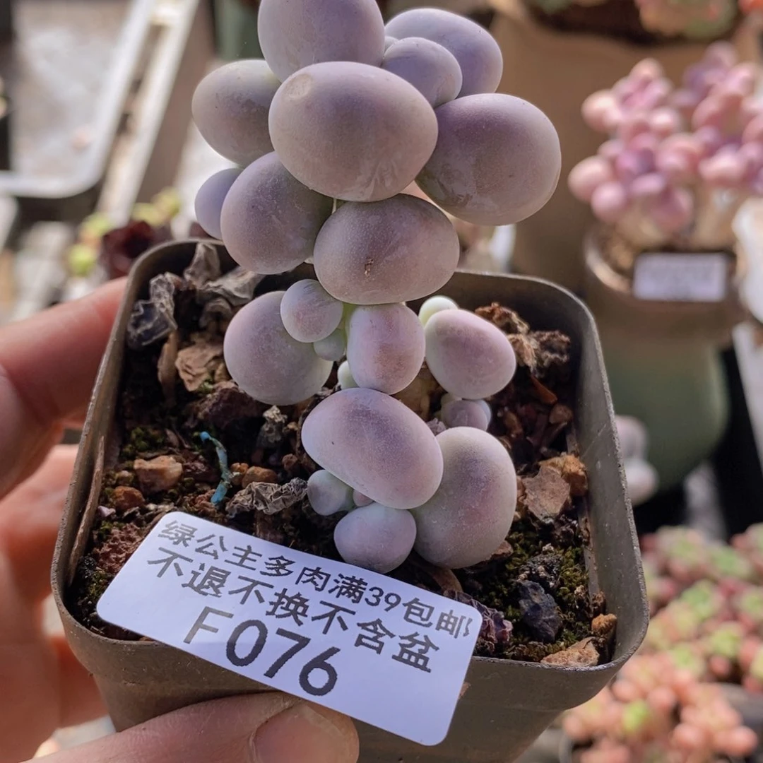 芭比奶洛5cm076多肉植物