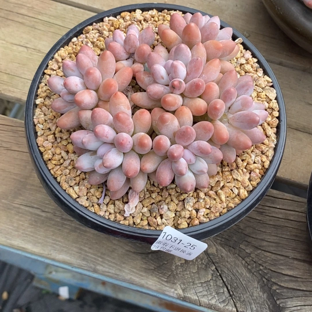 ****睦25号多肉群漂亮的