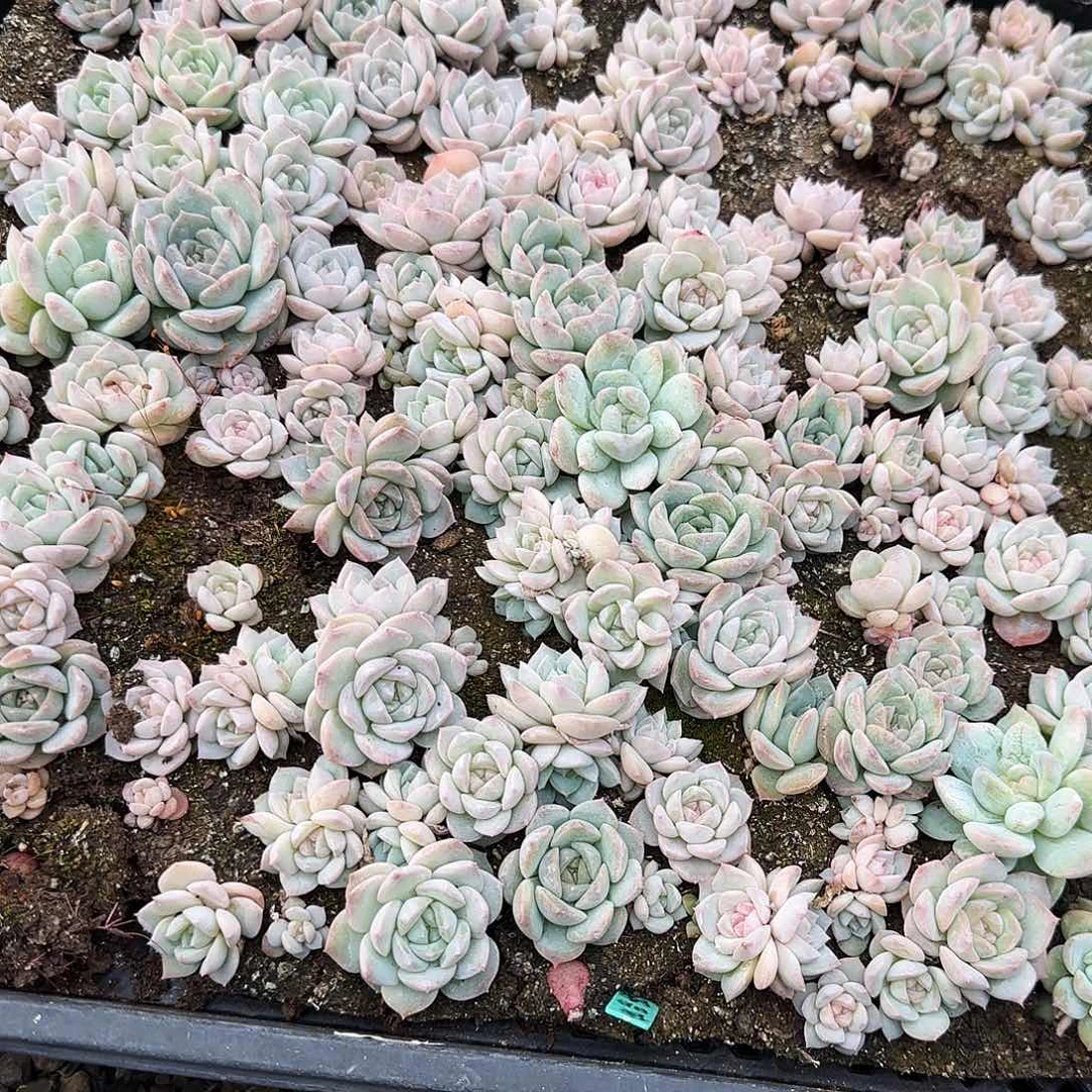 夜明珠切糕穴一个满25包邮