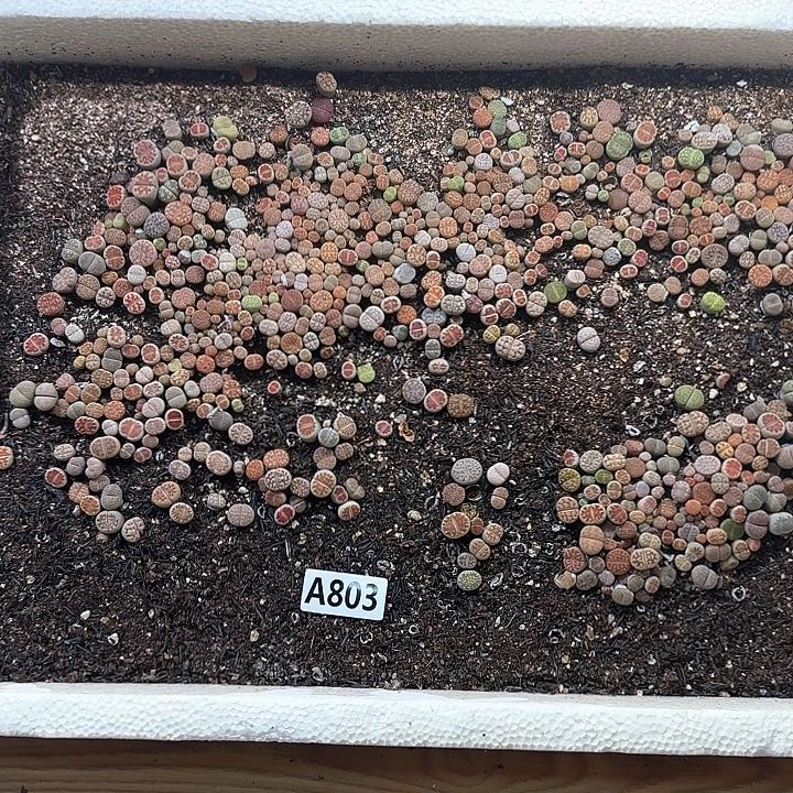 A803 生石花整箱脱土包邮