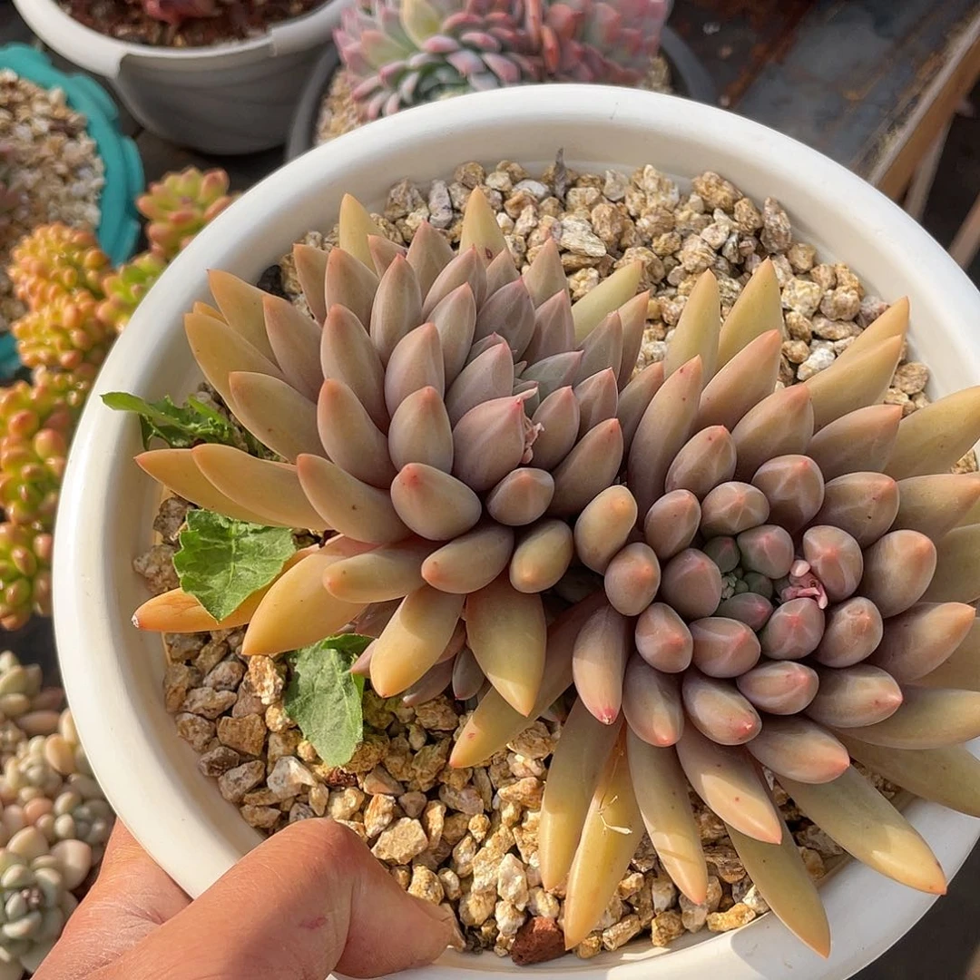 葉****a多肉植物一物一拍