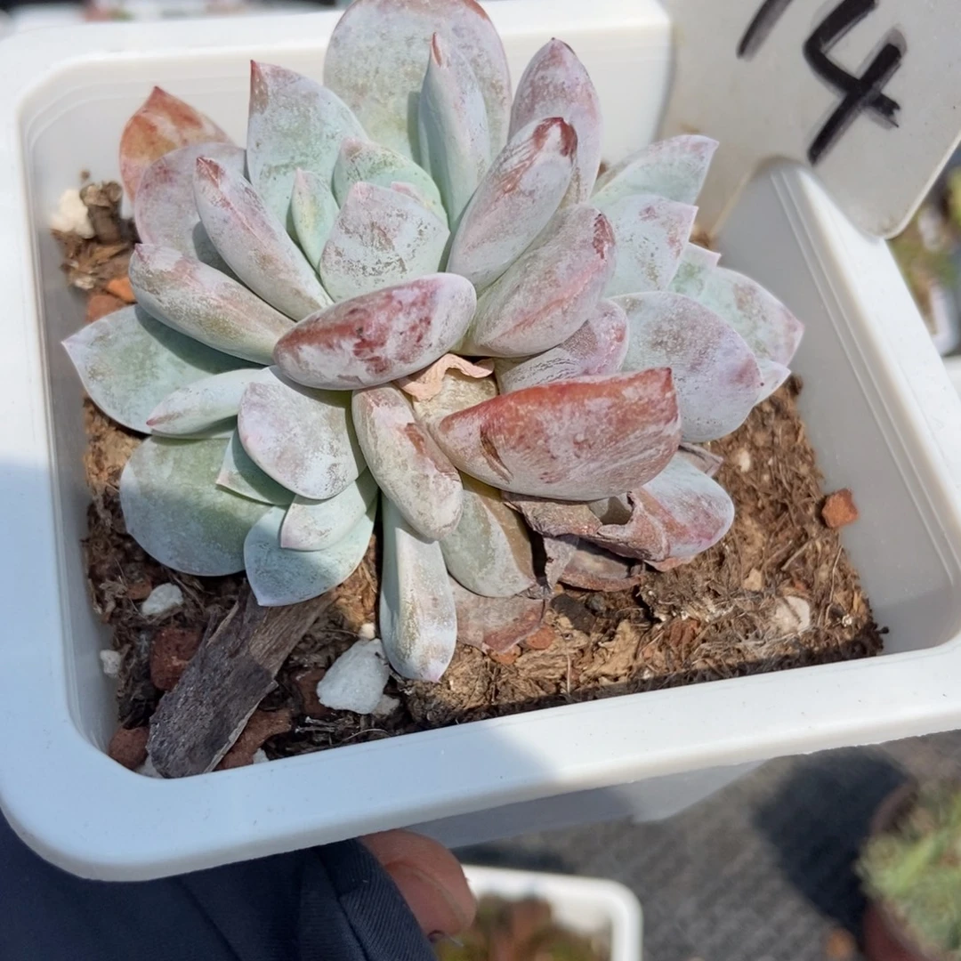 894雪茶多肉 植物多肉