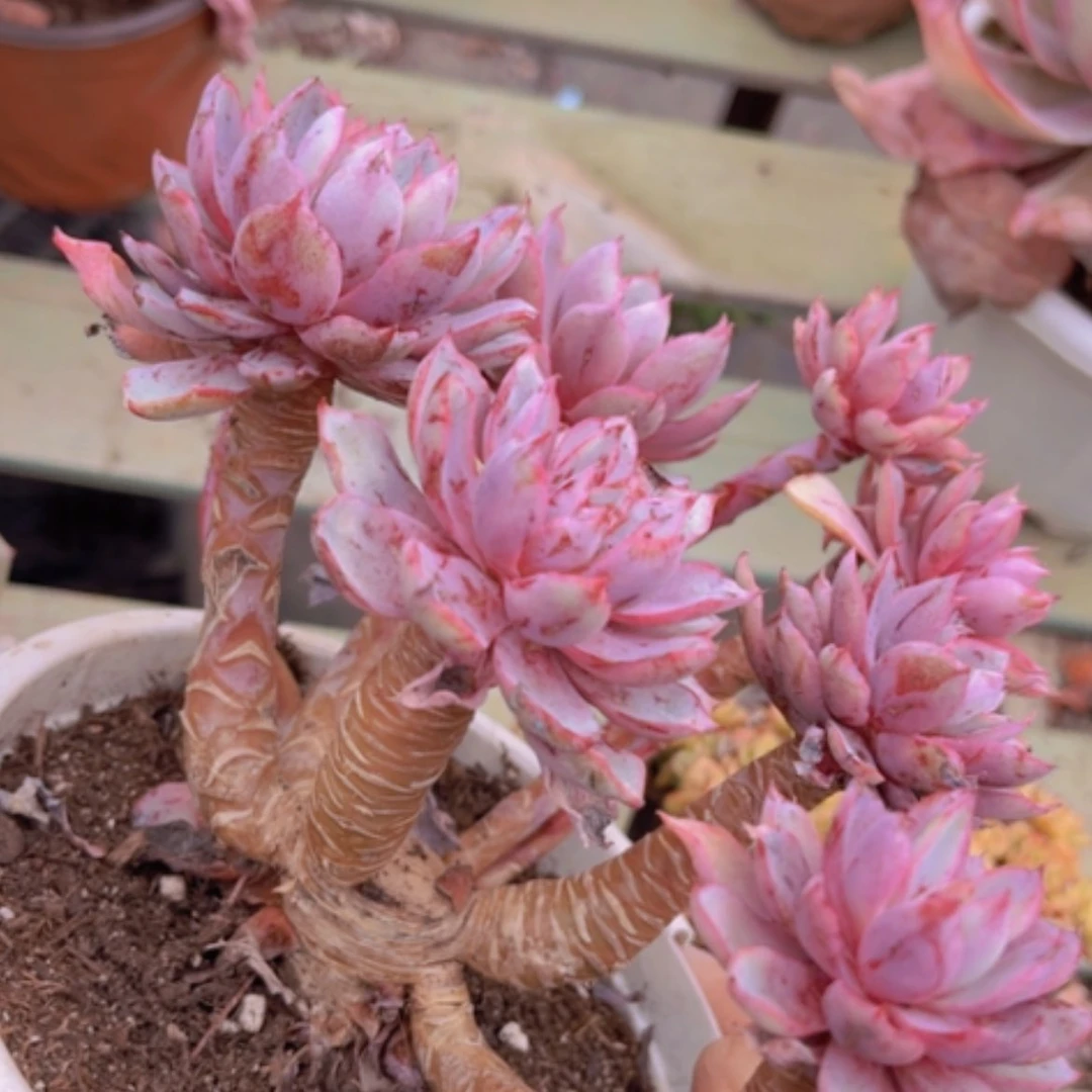 【闪购商品】赫拉05102