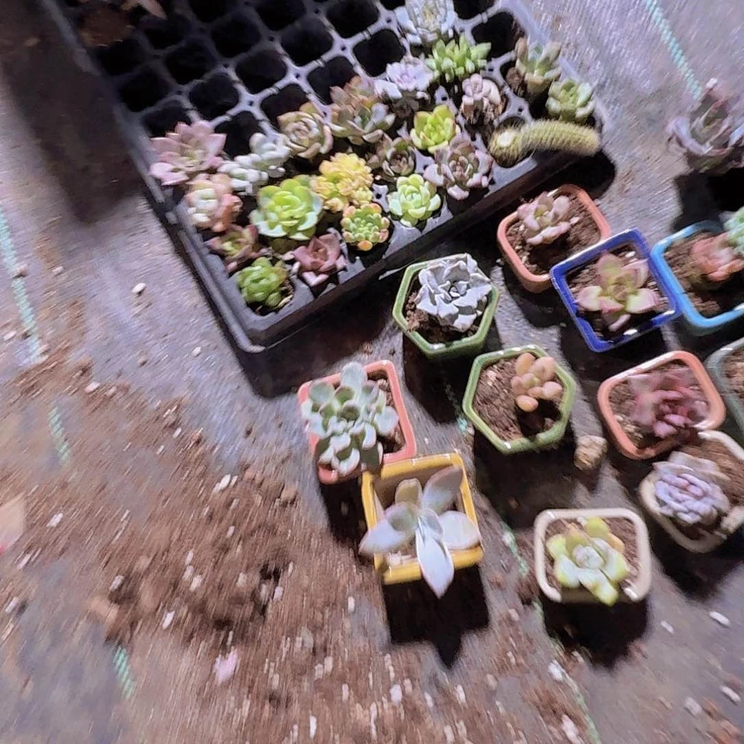 糖心暗纹系列 16颗