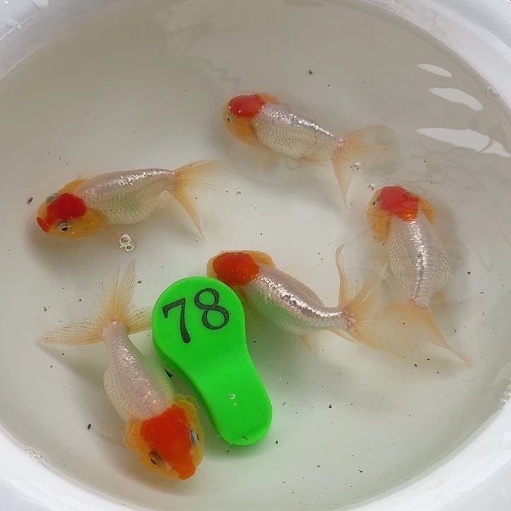 金鱼包邮包活到家