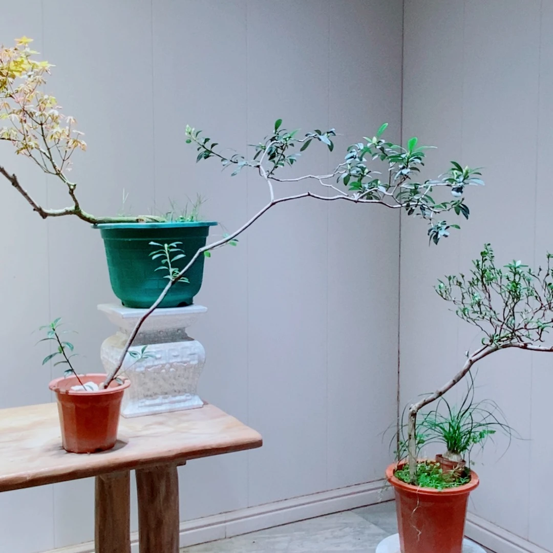 海岛春花2222222222