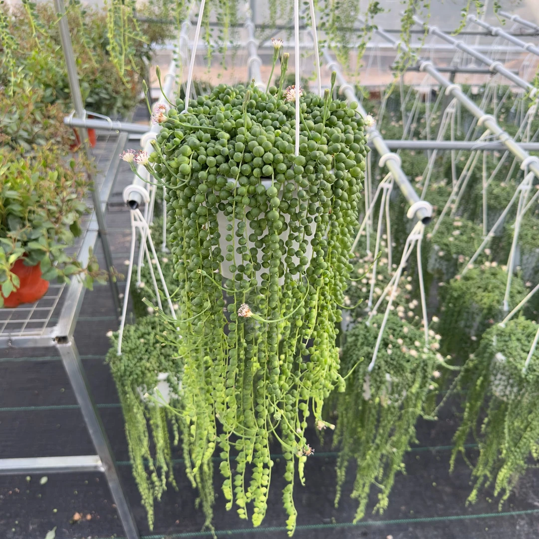 多肉大盆佛珠160规格 长度50公分左右多年生常青常绿带盆带土发