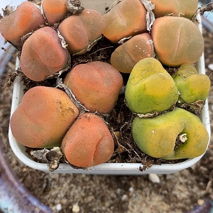 2189多头丝绒蟠桃一组