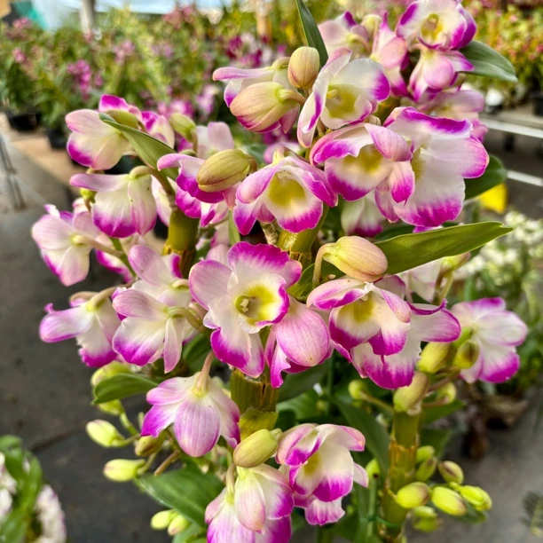 （香妃春石斛）【一物一拍】春石斛兰大花带花苞盆栽兰花开花漂亮