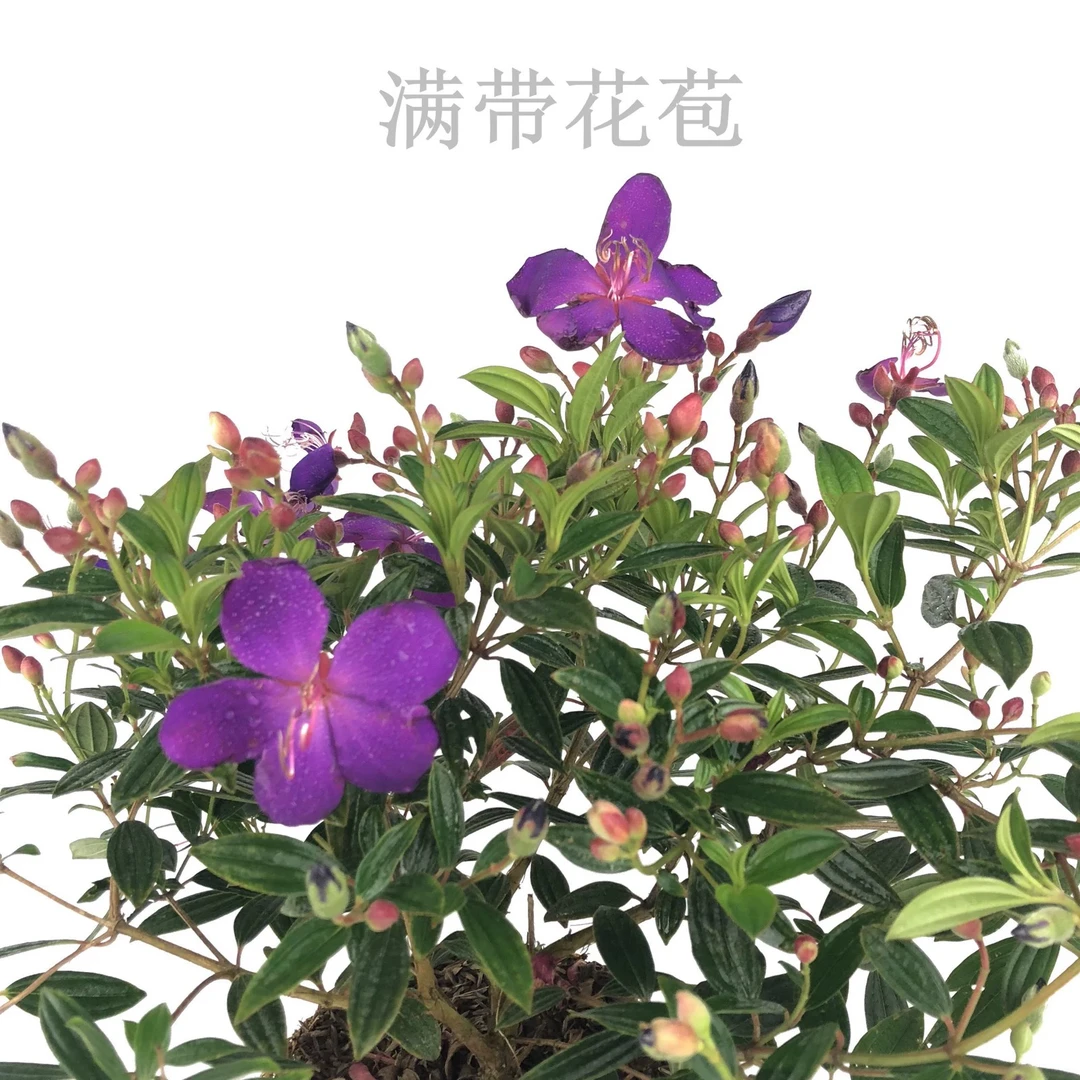 紫牡丹盆栽庭院绿植四季开花耐寒好养室内外花卉植物
