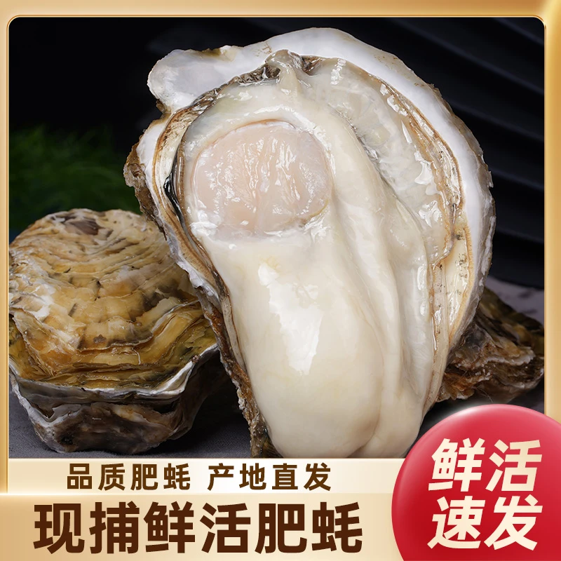 【买5斤送4斤】乳山生蚝 顺丰包邮 到手9斤 鲜活精品 原产地发货