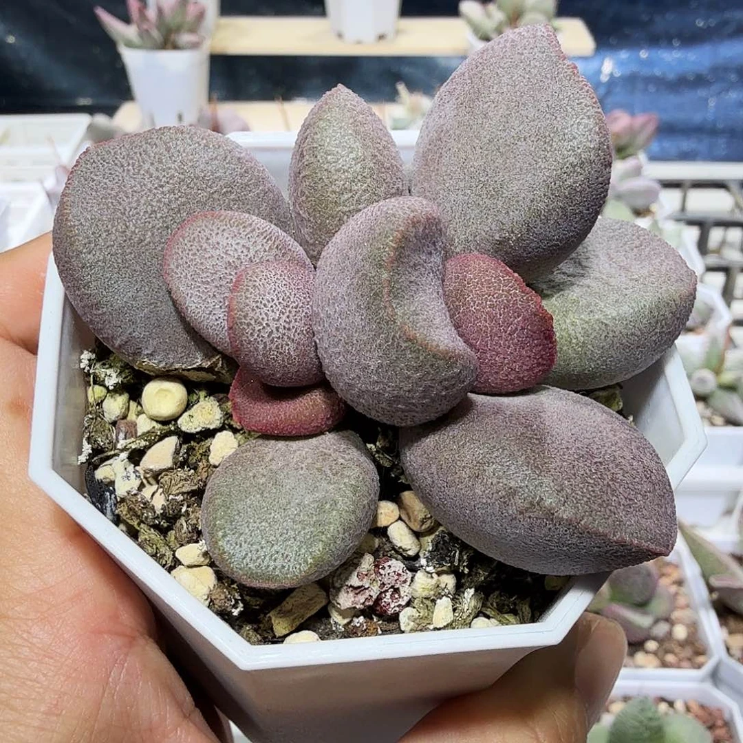 软*甜心水泡多肉植物