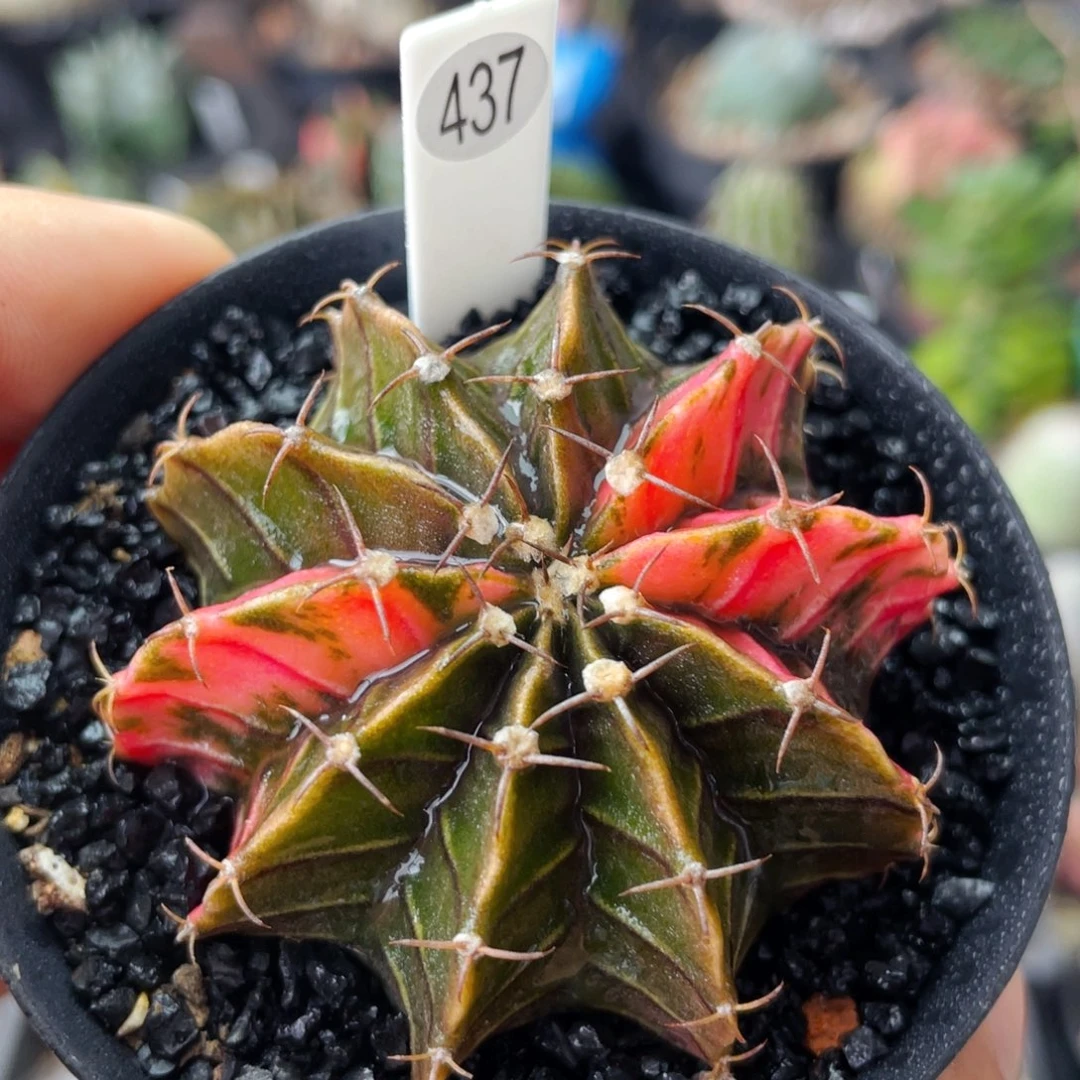 仙人球满28包邮盆口径5公分肋骨锦5公分