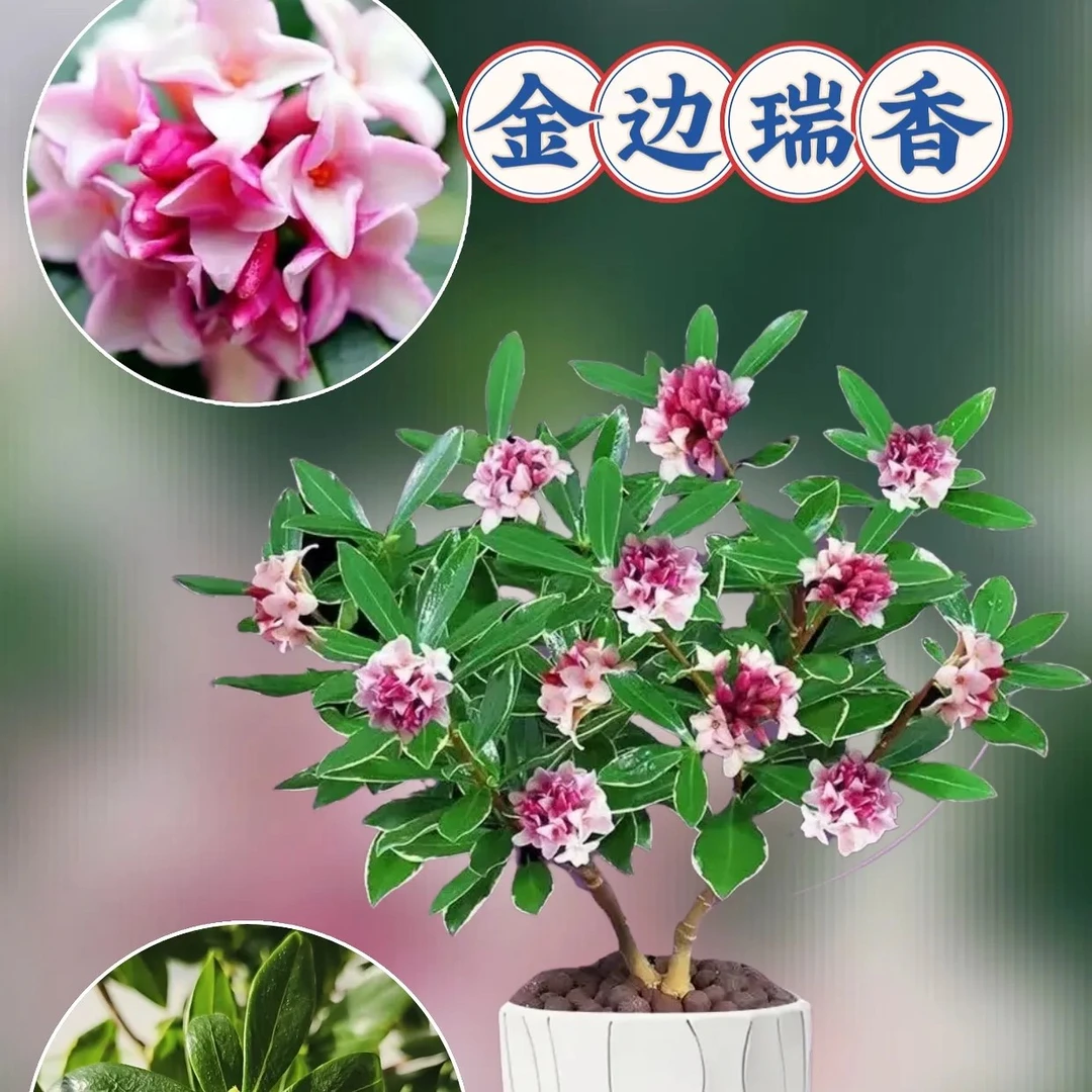 金边瑞香盆栽耐寒花卉冬季开花四季常青室内绿植