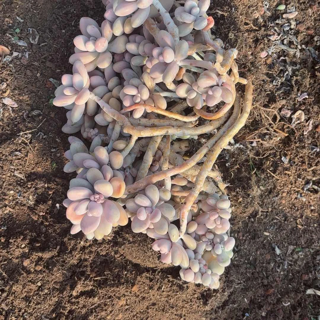 可****?桃蛋散装20-14。