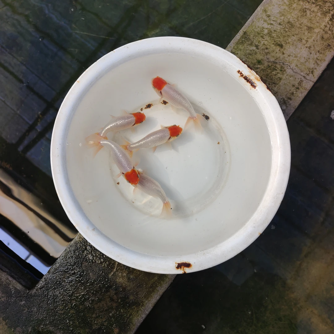 传统金鱼宫鹅鹅头红观赏鱼小鱼冷水鱼小金鱼活鱼锦鲤