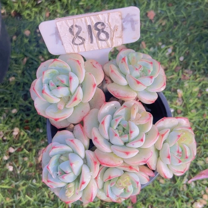 健健康康平平安安