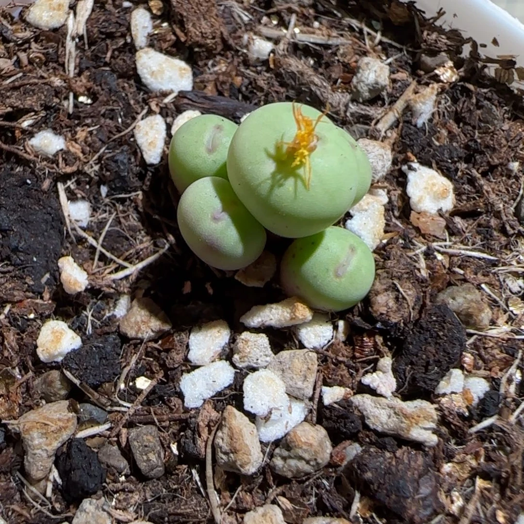 肉锥多肉植物组合-小红嘴711