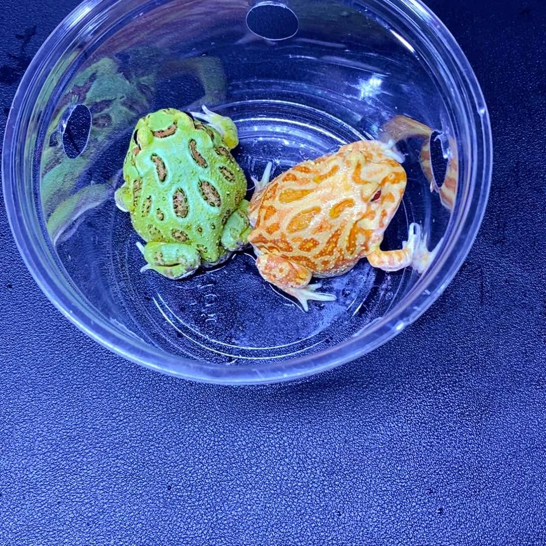 彩色蚕宝宝角蛙一对带盒包活包邮