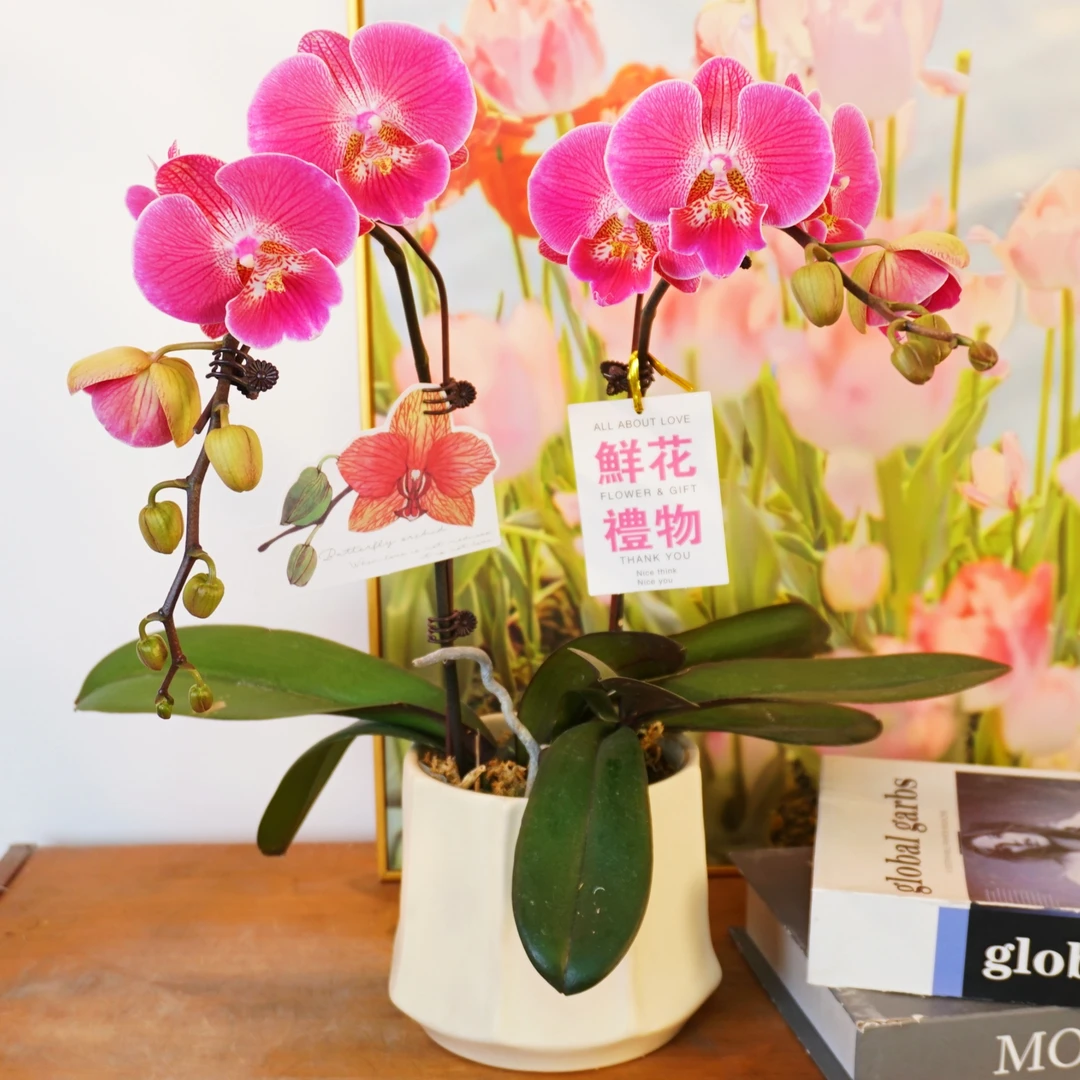 【福星】室内蝴蝶兰花盆栽开花株 四季好养护绿植叶片