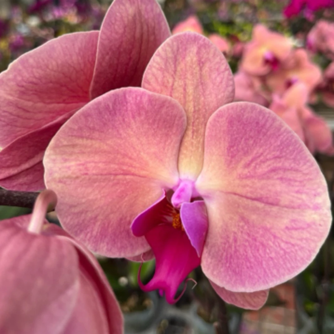 蝴蝶兰 欣欣向荣3.0寸带花带花苞
