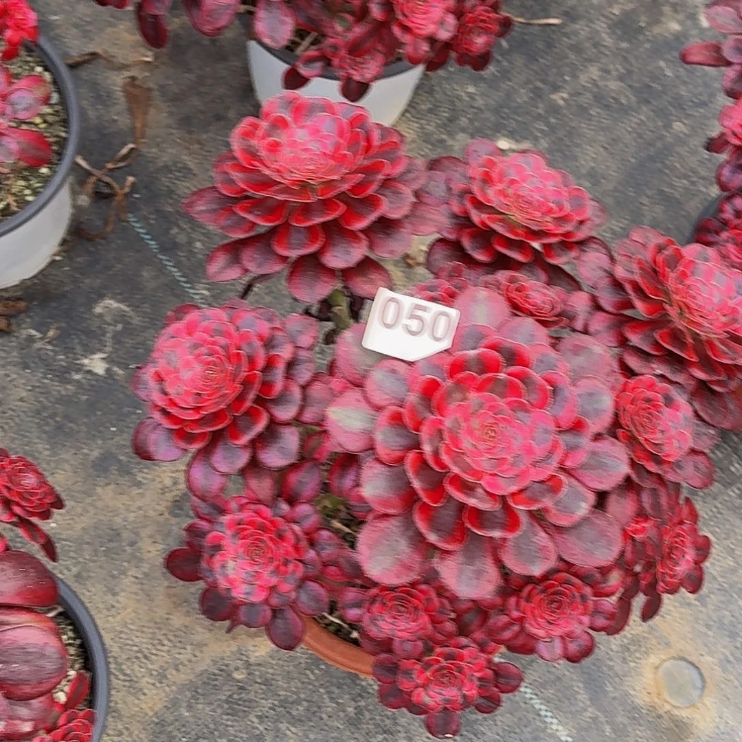 050香奈儿半木质桩多肉植物