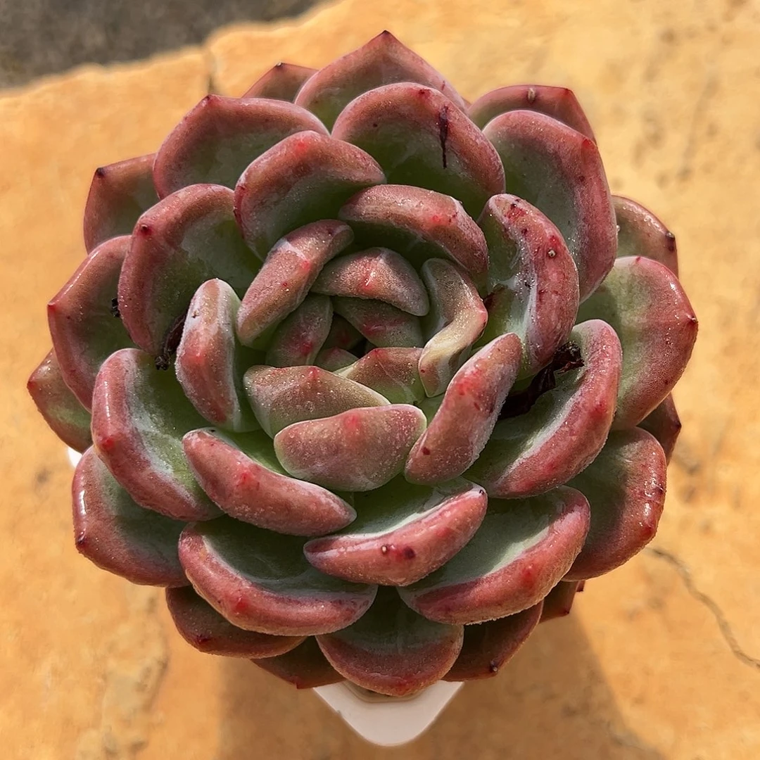 7-24-08暗夜精灵石化