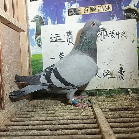 7中国大陆飞鸽前十名鸽子鸽子