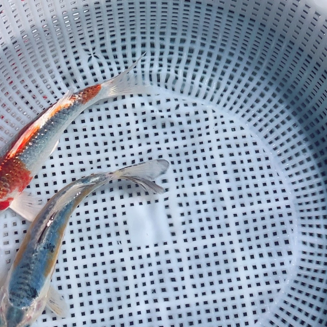 锦鲤锦鲤观赏鱼1111