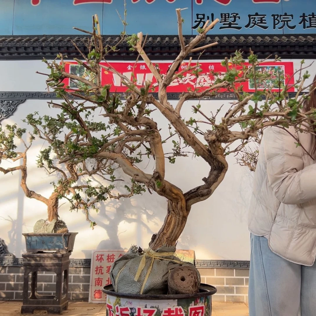 无花朵金银花888888998888888