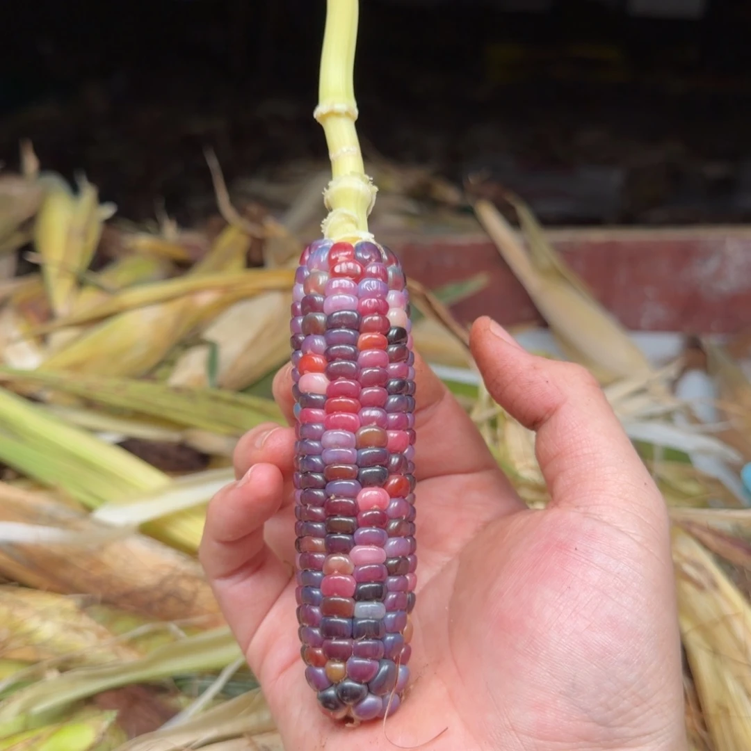 t****柏香籽/百香籽吊坠