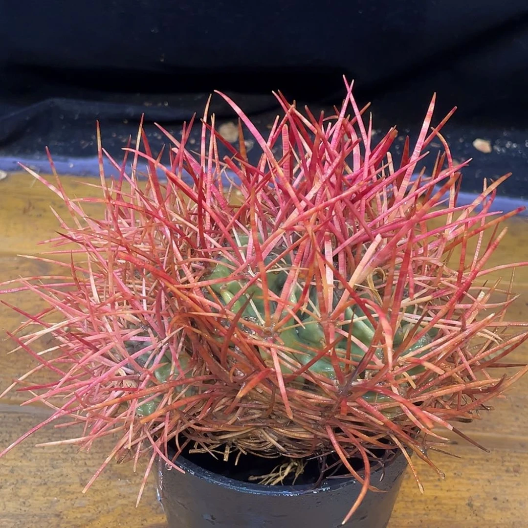潮流植物 大龙冠 3头