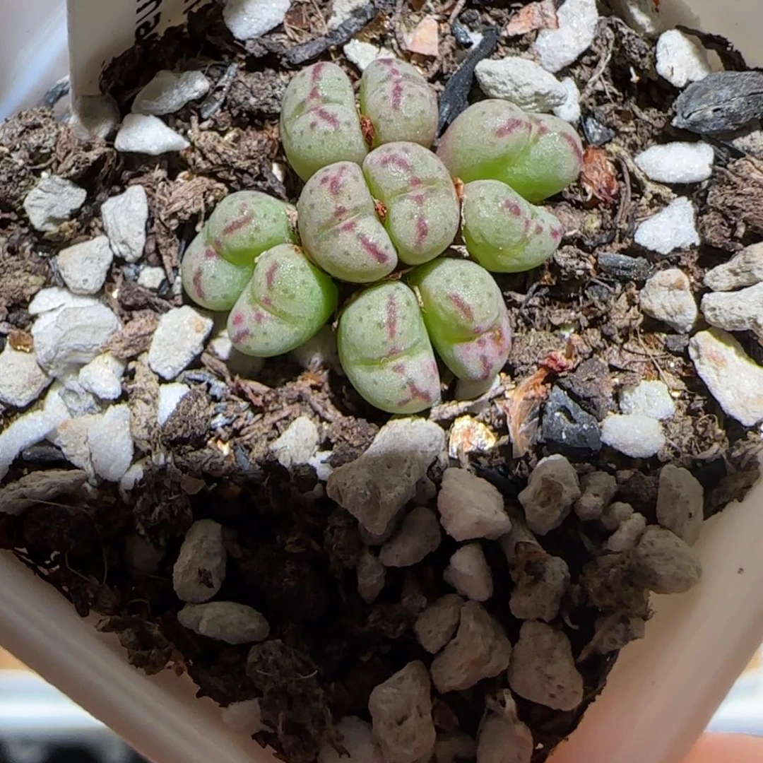 肉锥多肉植物组合-龙姬1515