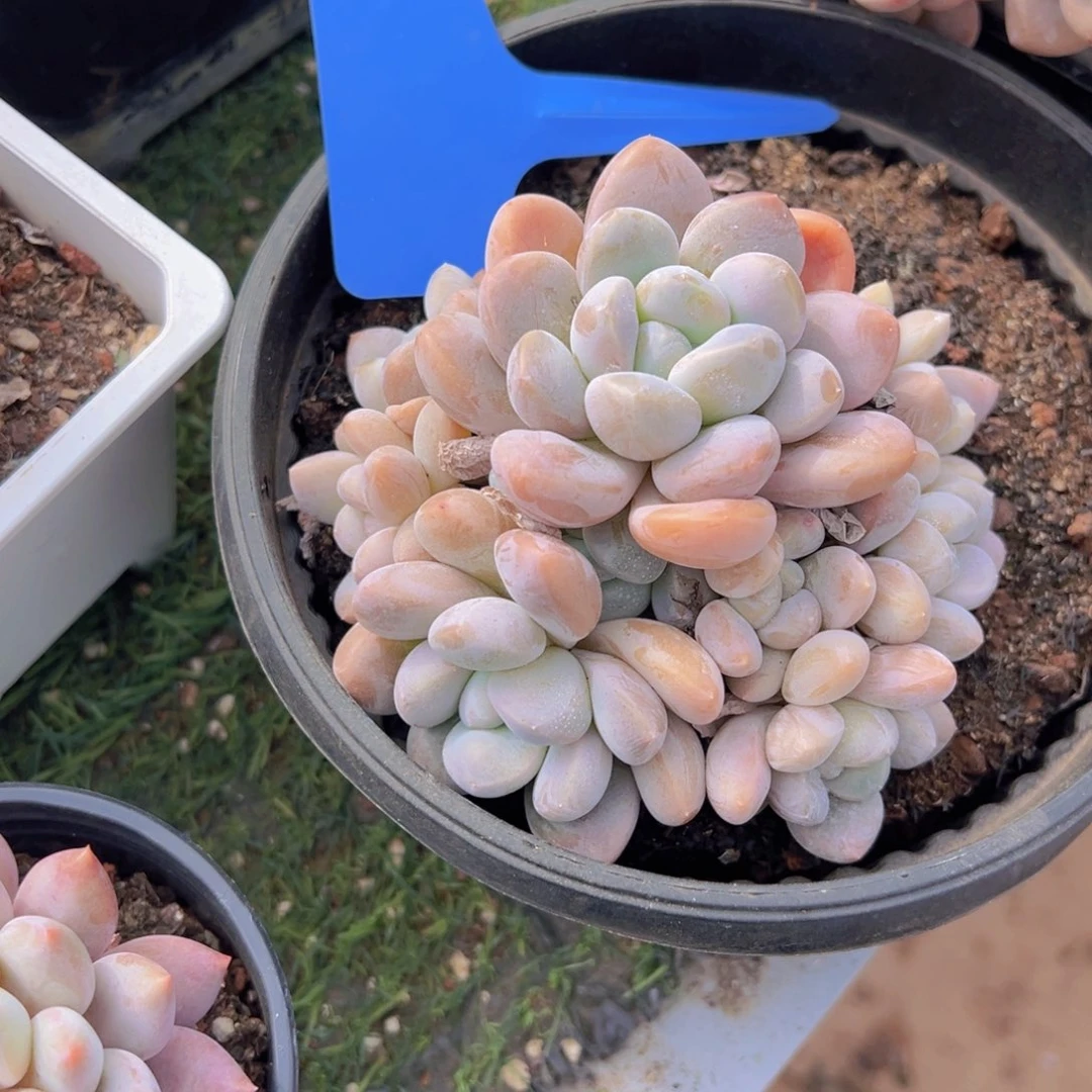 香玉的故事是一个人的故事吗