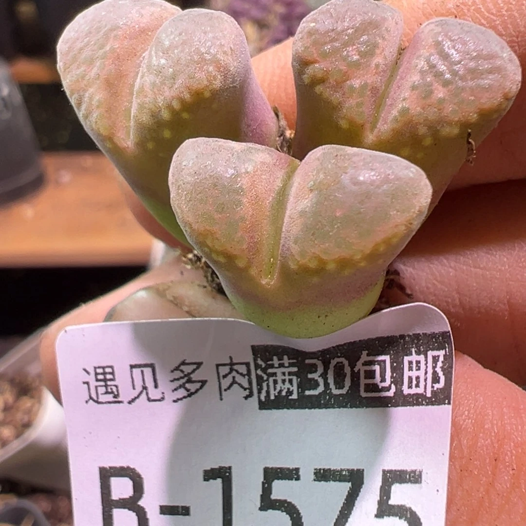 多肉植物111111111111