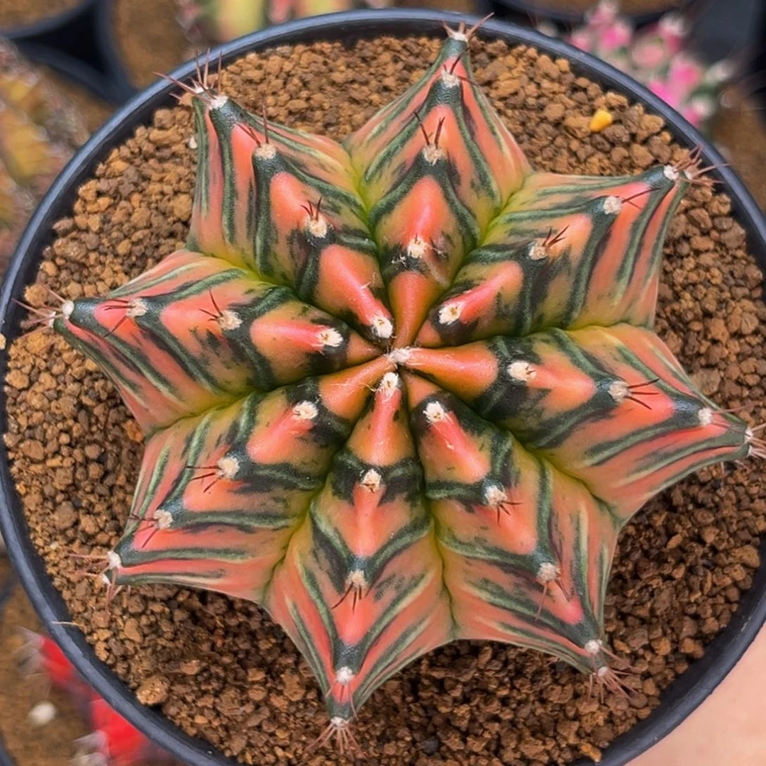 实生大神品 米哈仙人球