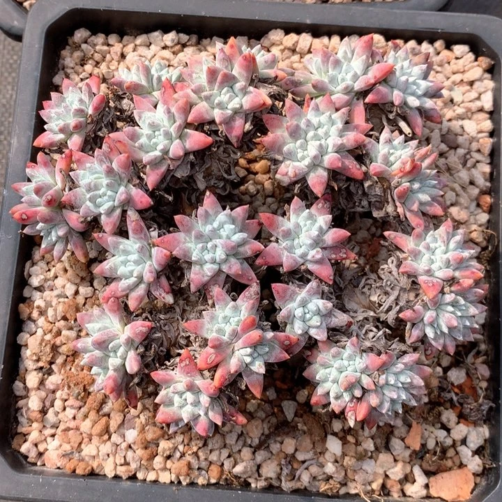 梁****?小韩菊福利出，多肉植物