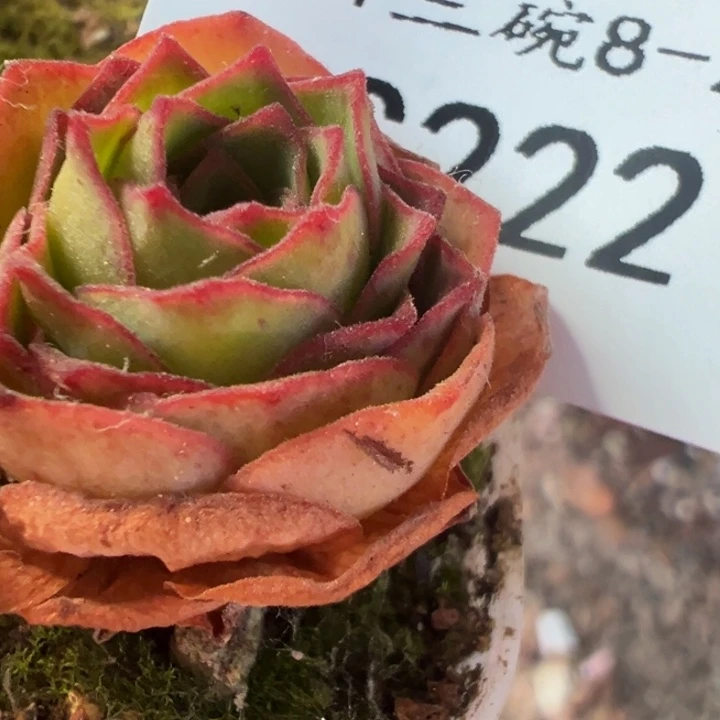 T*** 三碗222 代号DG玫瑰