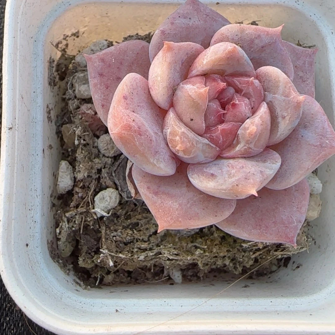 小卡拉米糖心一物一拍