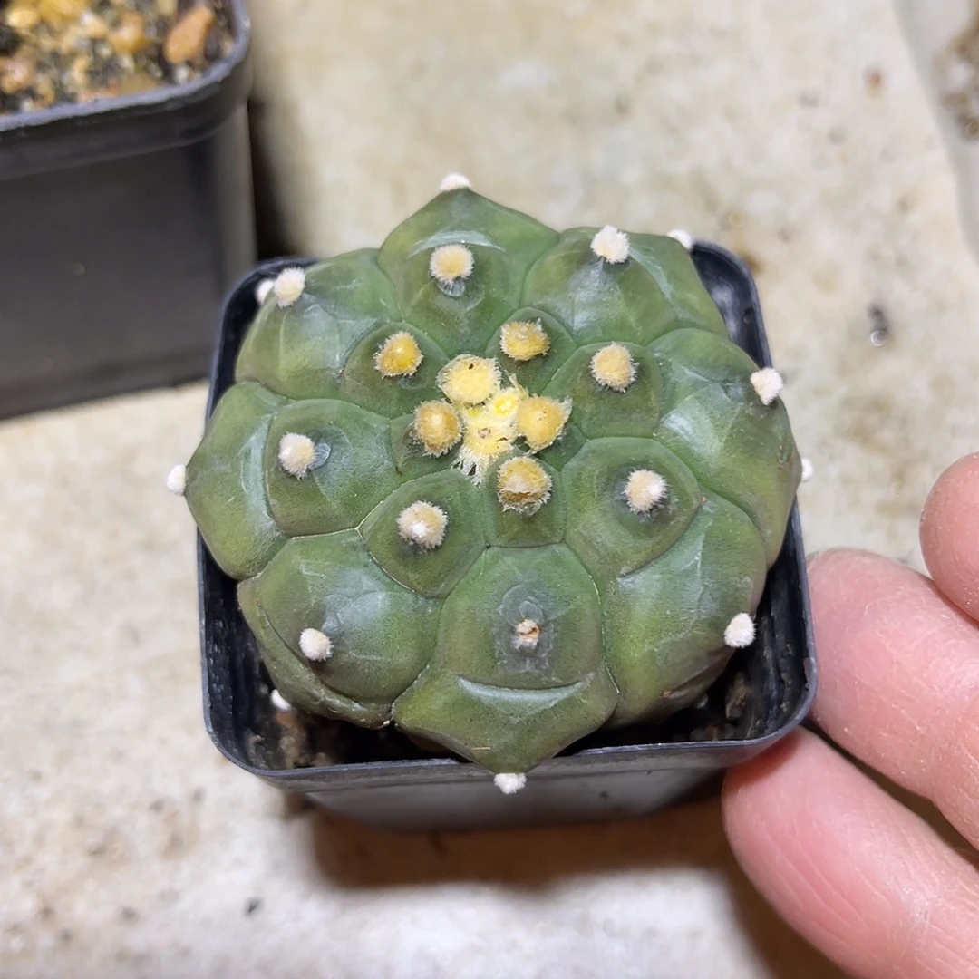 实生大尤龟甲兜一物一拍