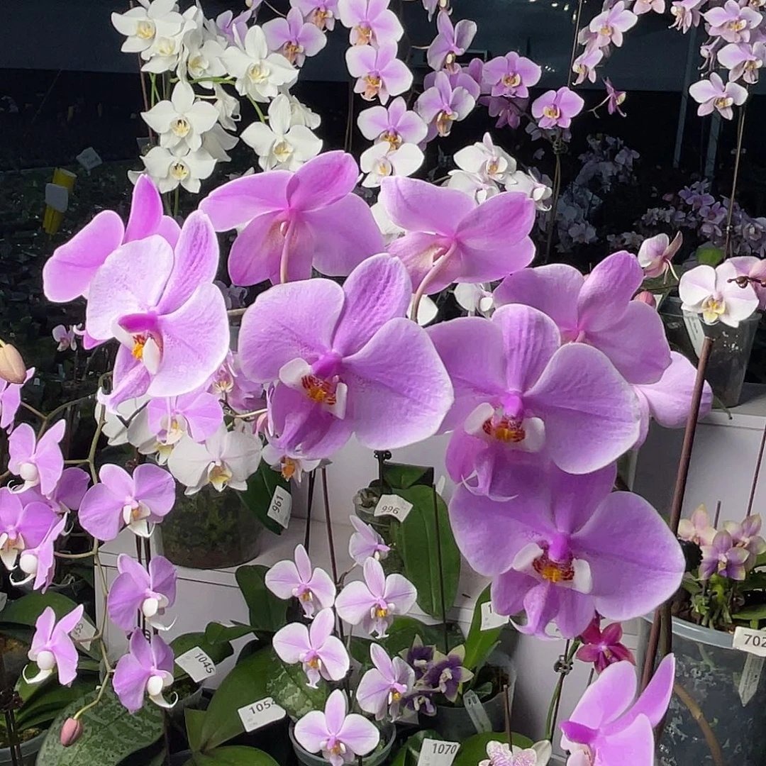 大量花朵（建议范围：8朵-15朵 或40%以上）编号558西蕾丽雪樱