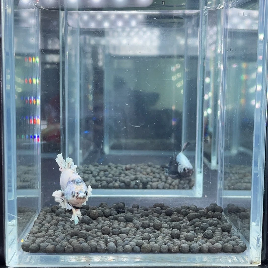 斗鱼76号915早绣球