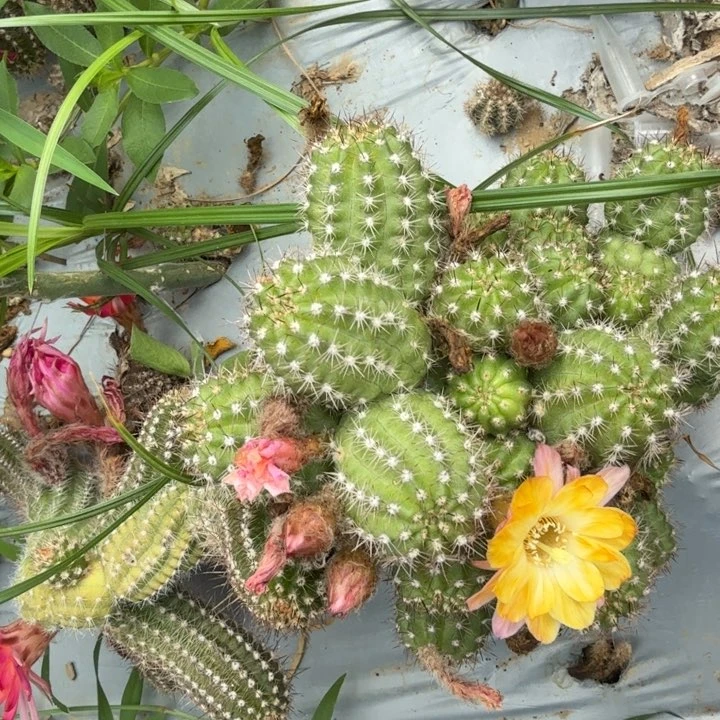 矮胖白檀仙人掌群生284