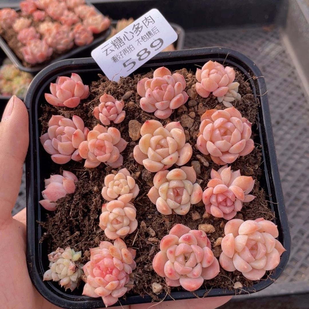 云糖心多肉植物589