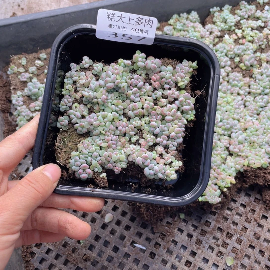 糕大上多肉植物357