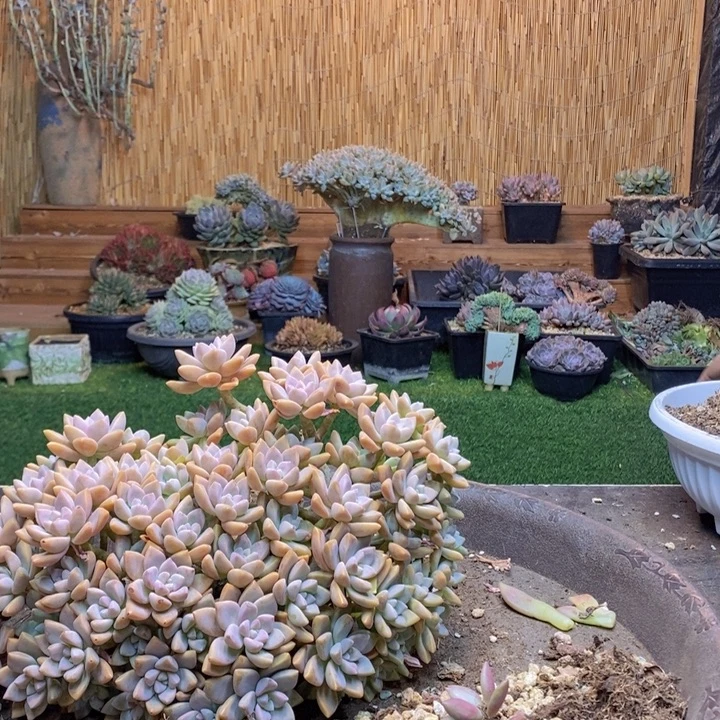 c***n979号淡雪多肉植物