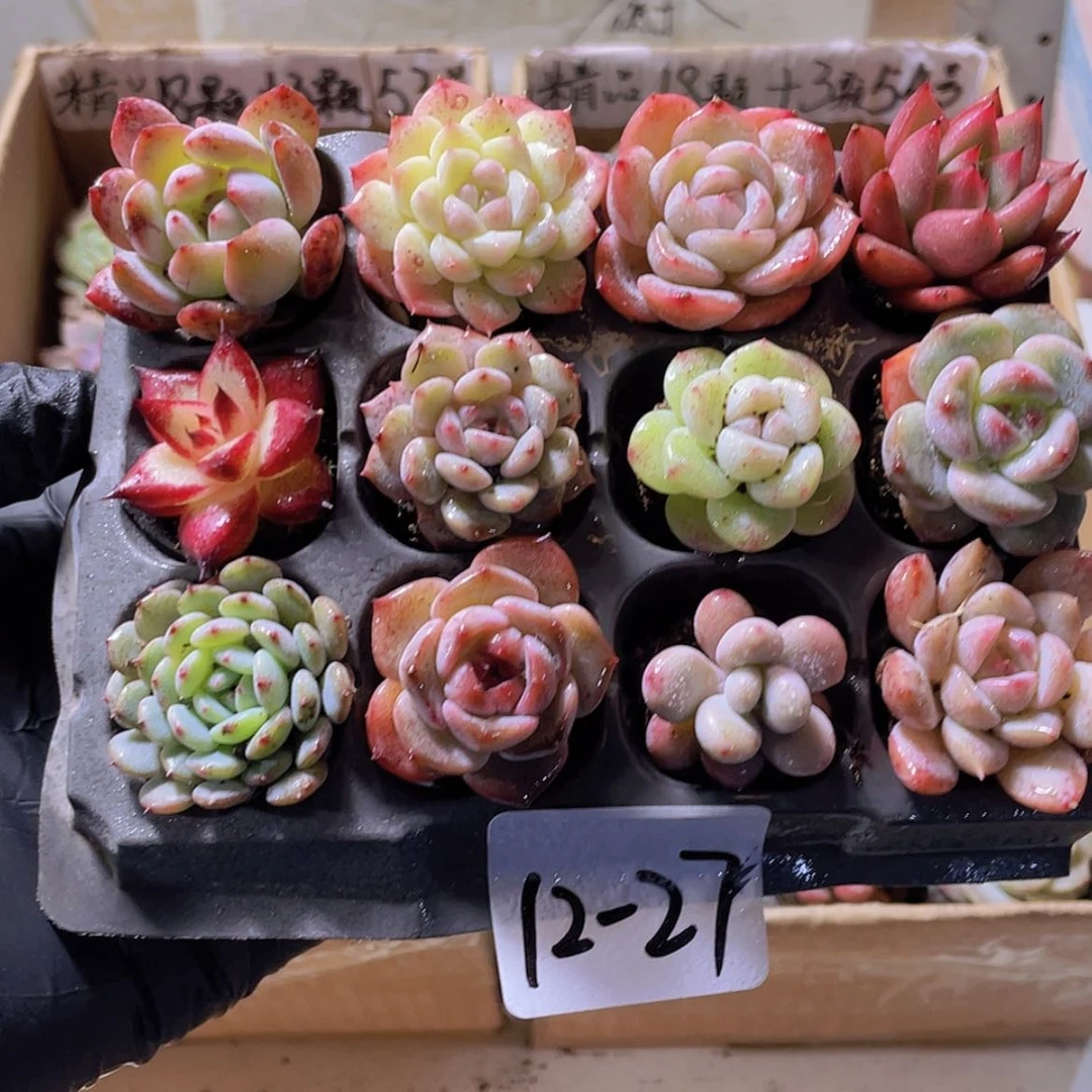 【闪购商品】12颗-27号约2-3厘米