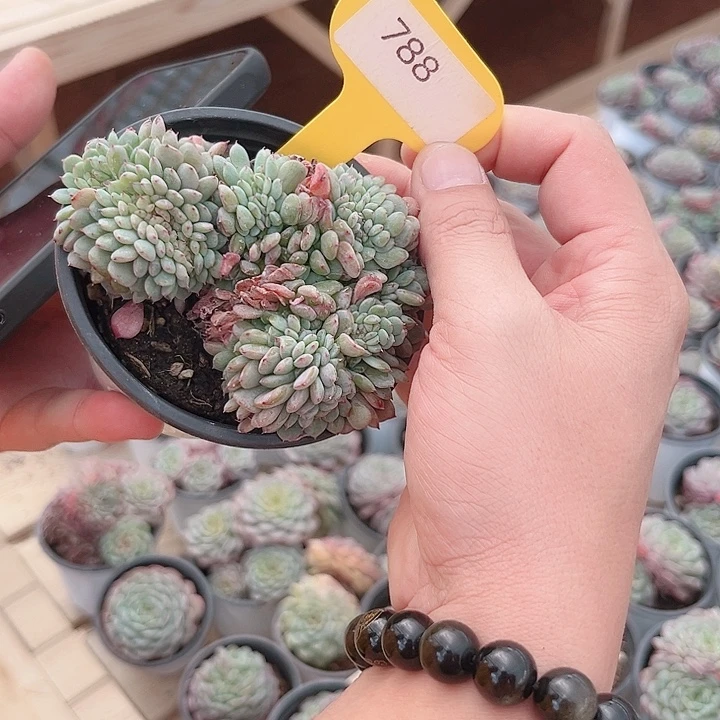 788号白胖子缀化哦