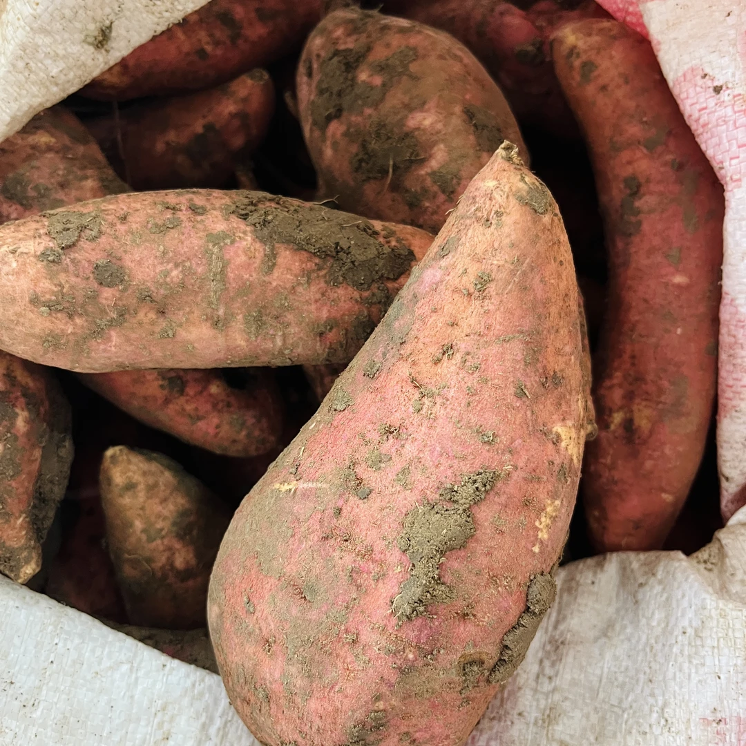 【红薯】农家自己种植红薯